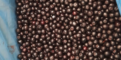 Aronia congelată, clasa 1 - organică și convențională. Cantități