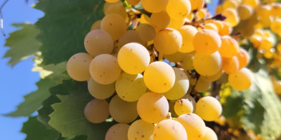 Uva bianca da vino malvasia biologica si vende a