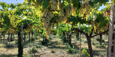 Uva bianca da vino malvasia biologica si vende a