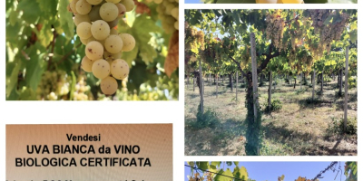 Uva bianca da vino malvasia biologica si vende a