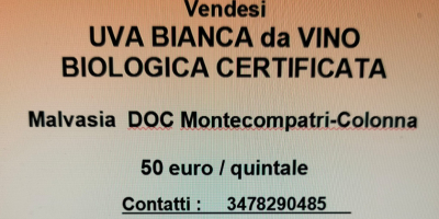 Uva bianca da vino malvasia biologica si vende a