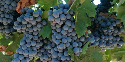 Cabernet Sauvignon
