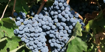 Cabernet Sauvignon
