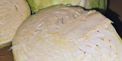 Продајем бели, савојски и црвени купус - количине у