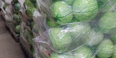 Продајем бели, савојски и црвени купус - количине у