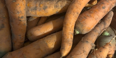 Ich verkaufe Karotten verschiedener Größen, ungewaschen, vom Boden befreit