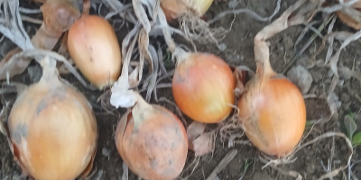 Witam, sprzedam cebule Majka , ładna zdrowa łuska, kaliber