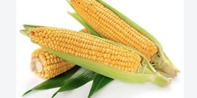 Corn is the harvest of 2026. Location Vanju Mare,