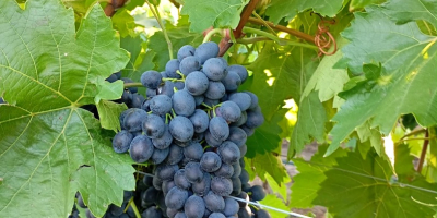 Moldova grape