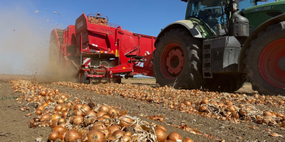 We offer high-quality fresh onions, grown and packed in