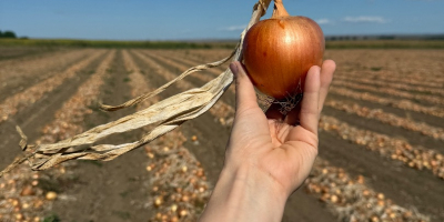 We offer high-quality fresh onions, grown and packed in