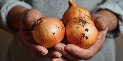 Dostawy cebuli żółtej i cebuli czerwonej luzem – świeże produkty
