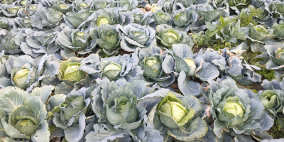 Sto vendendo cavoli nel villaggio balcanico di Petarch