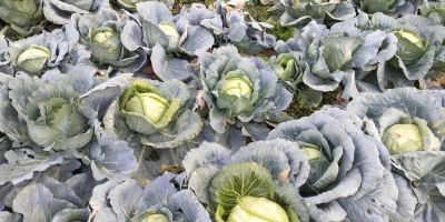 Sto vendendo cavoli nel villaggio balcanico di Petarch
