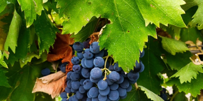 SI VENDE UVA DA VINO ZONA BENEVENTO, VARIETÀ DISPONIBILI:
