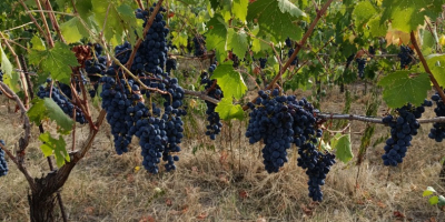 SI VENDE UVA DA VINO ZONA BENEVENTO, VARIETÀ DISPONIBILI: