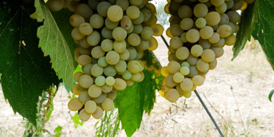 SI VENDE UVA DA VINO ZONA BENEVENTO, VARIETÀ DISPONIBILI: