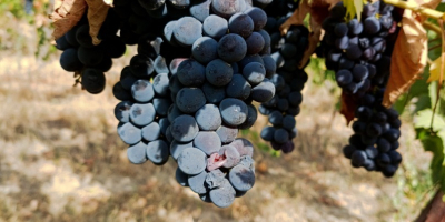 SI VENDE UVA DA VINO ZONA BENEVENTO, VARIETÀ DISPONIBILI: