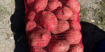 **POTATOES FOR SALE – BELLAROSA & CARRERA** High-quality table