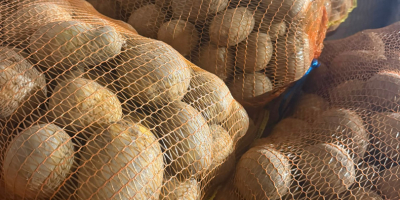 **POTATOES FOR SALE – BELLAROSA & CARRERA** High-quality table