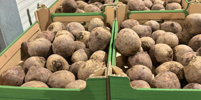 We offer beetroots in big bags or small bags.