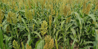Good morning, I'm selling 17 hectares of sorghum -