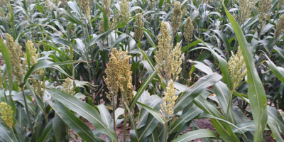 Good morning, I'm selling 17 hectares of sorghum -
