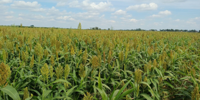 Good morning, I'm selling 17 hectares of sorghum -