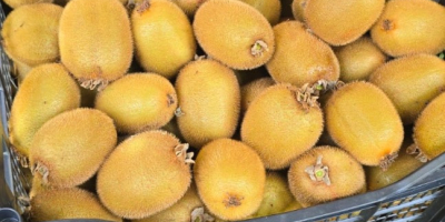 Fresh Hayward Kiwi – Wholesale Fresh, locally grown Hayward