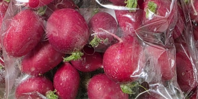 I'm selling loose radishes, packed in 15 kg crates.