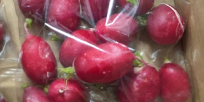 I'm selling loose radishes, packed in 15 kg crates.