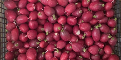 I'm selling loose radishes, packed in 15 kg crates.