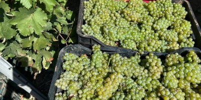 Wine grapes for sale directly from a producer in