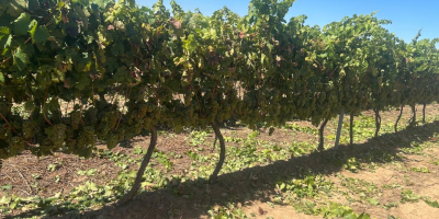 Wine grapes for sale directly from a producer in