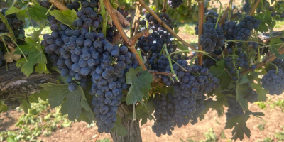 Wine grapes for sale directly from a producer in