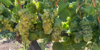 Wine grapes for sale directly from a producer in