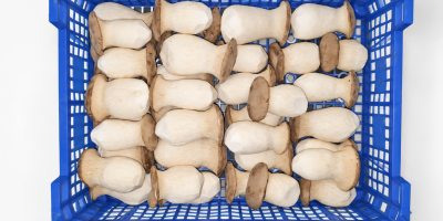 Funghi Pleurotus eryngii freschi – direttamente dal produttore. Il