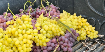 Premium Greek Grapes for Export We are a professional