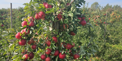 Wir bieten die Apfelsorten Red Prince, Golden und weitere
