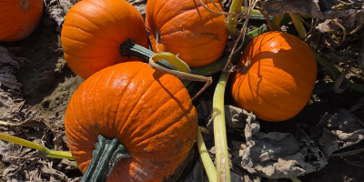 Halloween-Kürbisse zu verkaufen: Spitfire, Hokkaido und Butternut. Die Kürbisse