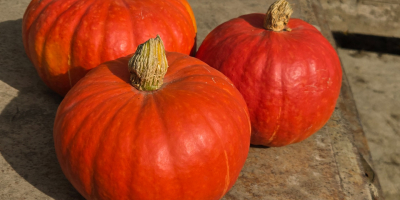 Halloween-Kürbisse zu verkaufen: Spitfire, Hokkaido und Butternut. Die Kürbisse