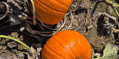 Halloween-Kürbisse zu verkaufen: Spitfire, Hokkaido und Butternut. Die Kürbisse