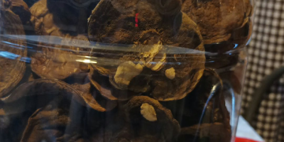Vând bolete uscate de dafin din acest an. Preț