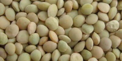 Red Lentils: The Red Footballs are also made from