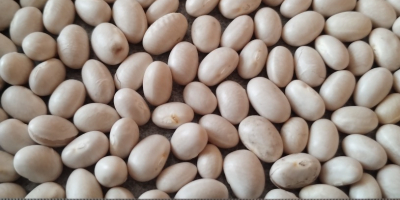 White beans Moisture: 13% Purity: 99% Packaging: Big bags