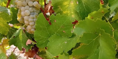 Vendo uva fresca, varietà Moscato Ottonel al prezzo di