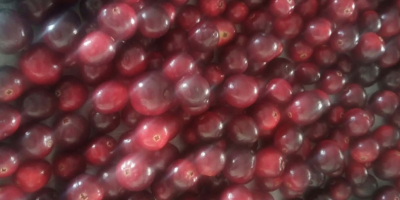 Sprzedam świeżą zurawine .
