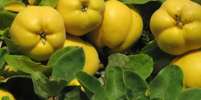 Mele cotogne biologiche in vendita, qualità premium. Coltivate con