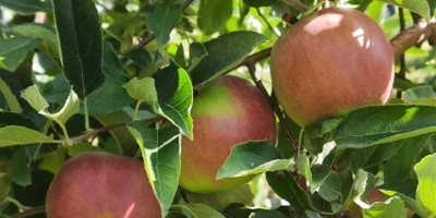 I am selling APPLES - first class varieties muco,