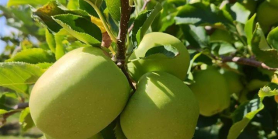 I am selling APPLES - first class varieties muco,